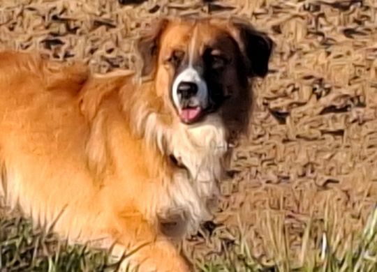 BALOU_104447